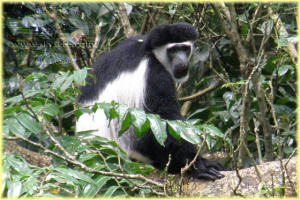 colobe guereza 