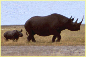Rhino & Mtoto