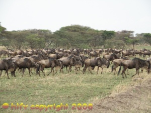 Wildebeest migration