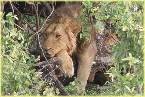 lion sur un arbre