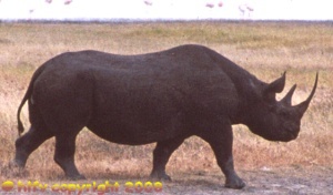 Rhinoceros in Ngorongoro crater