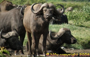 Buffalo in Arusha National Park Tanzania