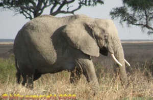 Elephant Serengeti National Park