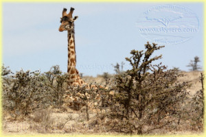 giraffe