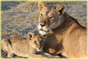 lions Ndutu