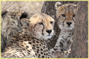 cheetahs