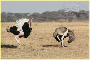 ostriches, Ndutu