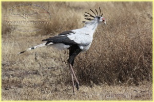 secretarybird