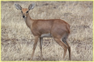 oribi