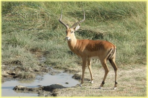 impala