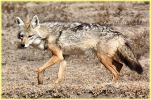 jackal, Ndutu