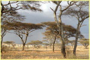 Ndutu landscape