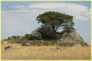 Serengeti kopje