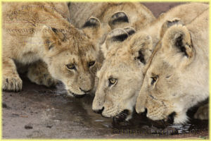 lions drinking, Seronera