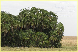 wild date palm