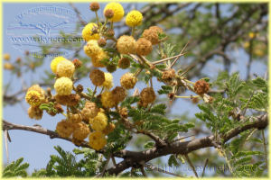 yellow fever tree