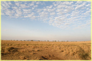 wildebeest and zebras in Serengeti