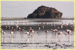 flamingoes Lake Natron