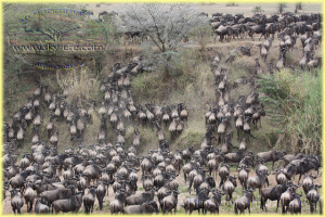 Wildebeest Mara river