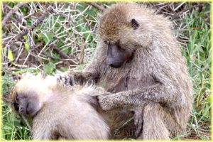 baboons