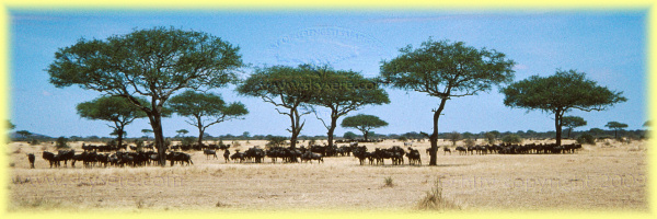 Serengeti dry season