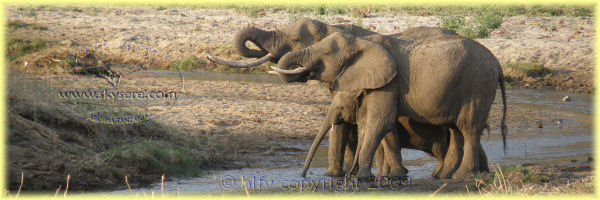 elephants in Tarangire National Park