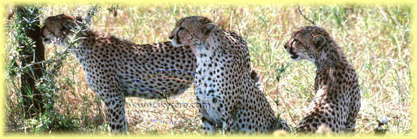 cheetahs, Serengeti