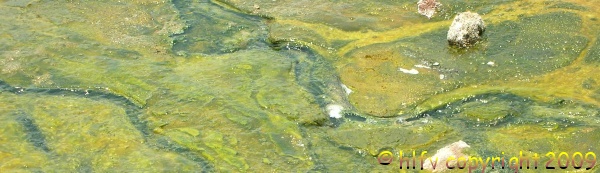 Manyara hot spring