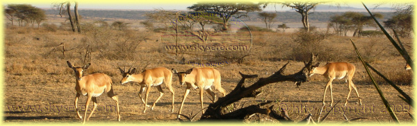 Impala close to Ndutu Safari Lodge