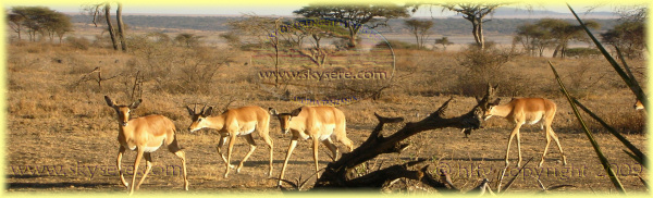 Impala, Ndutu Safari Lodge