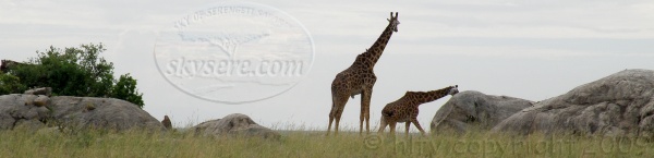 Simba kopjes Serengeti 