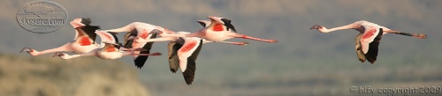 Lesser Flamingoes