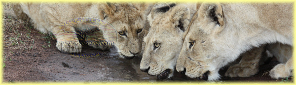 lions drinking in Seronera