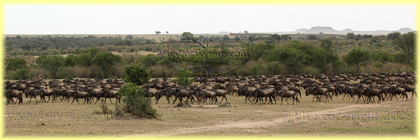 wildebeest migration