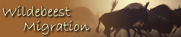 wildebeest Migration