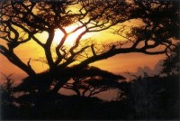 sunset in Serengeti