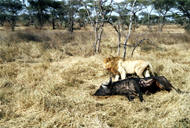 lion meal